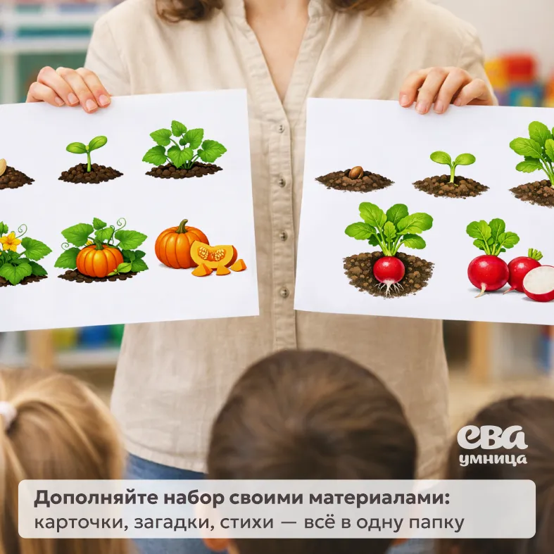 цикл роста овощей по этапам картинки для детей